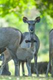Sambar