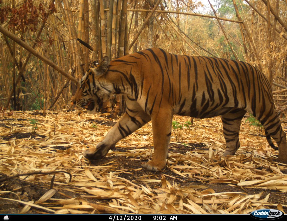 Kamerafallenbild Tiger