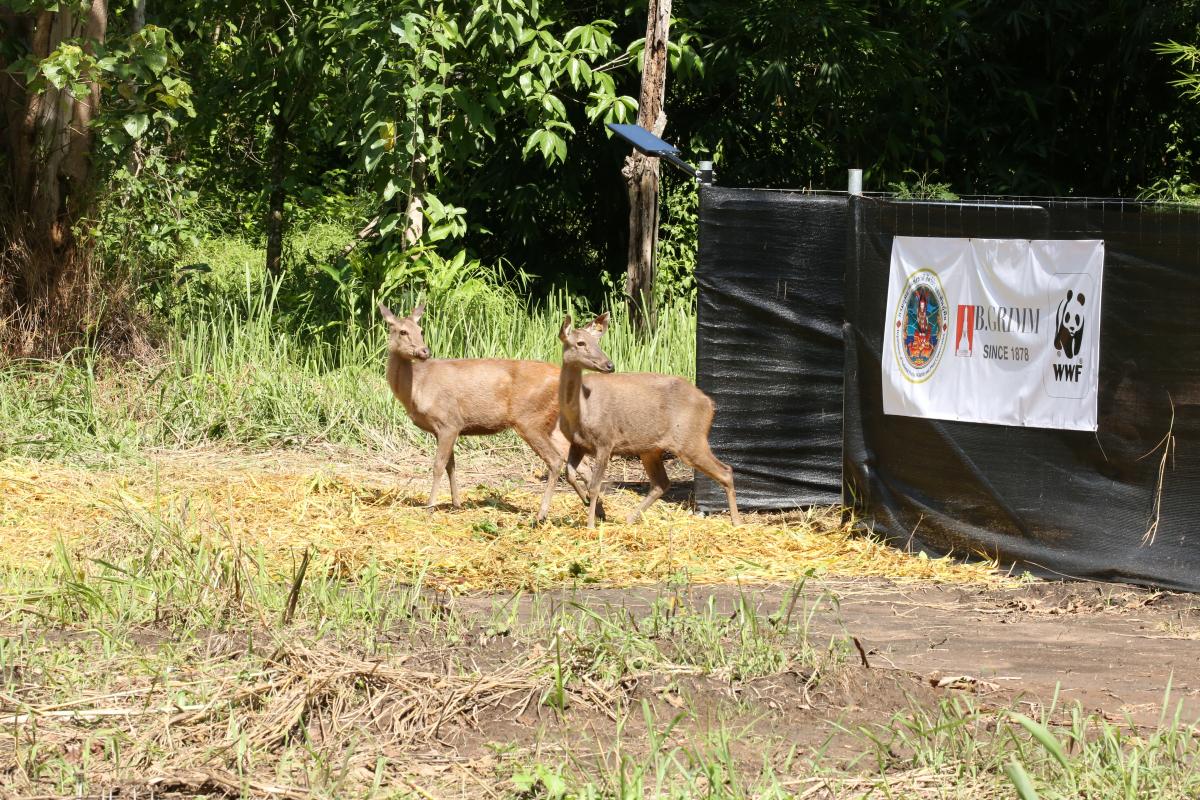 Auswildung von Sambar