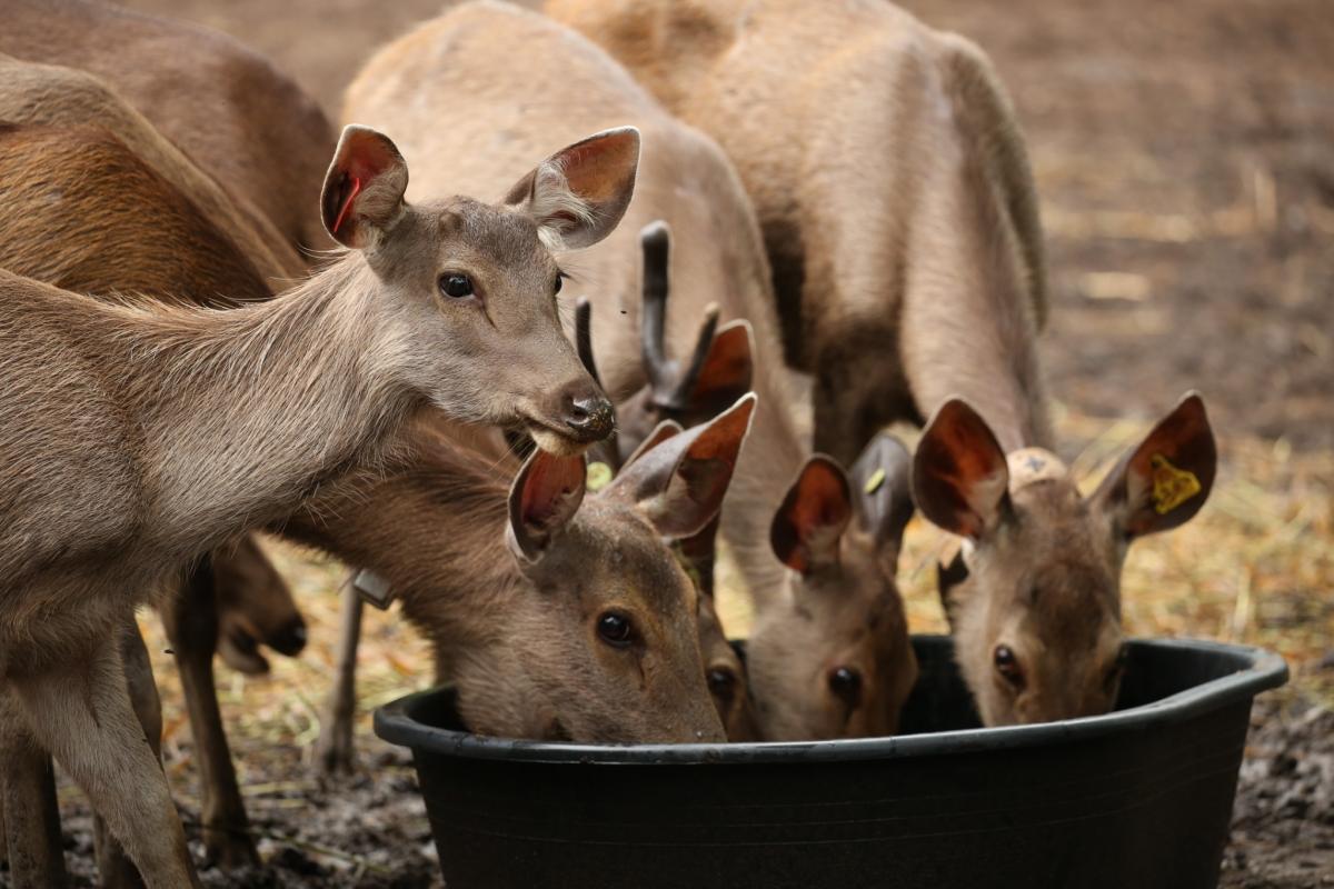 Auswildung von Sambar