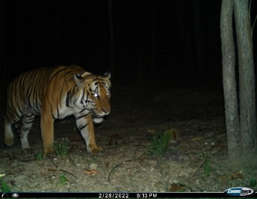 Kamerfallenbild Tiger