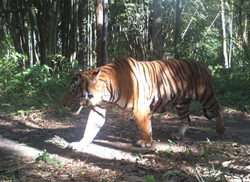 Tiger im Mae Wong Nationalpark