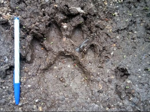 Fresh tiger tracks